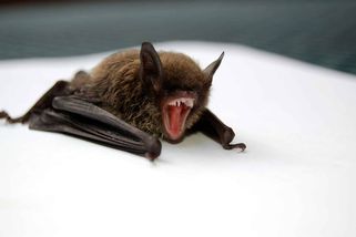 Jedenáctiletý chlapec se probudil s netopýrem na obličeji a zemřel - WN24.cz - World News 24